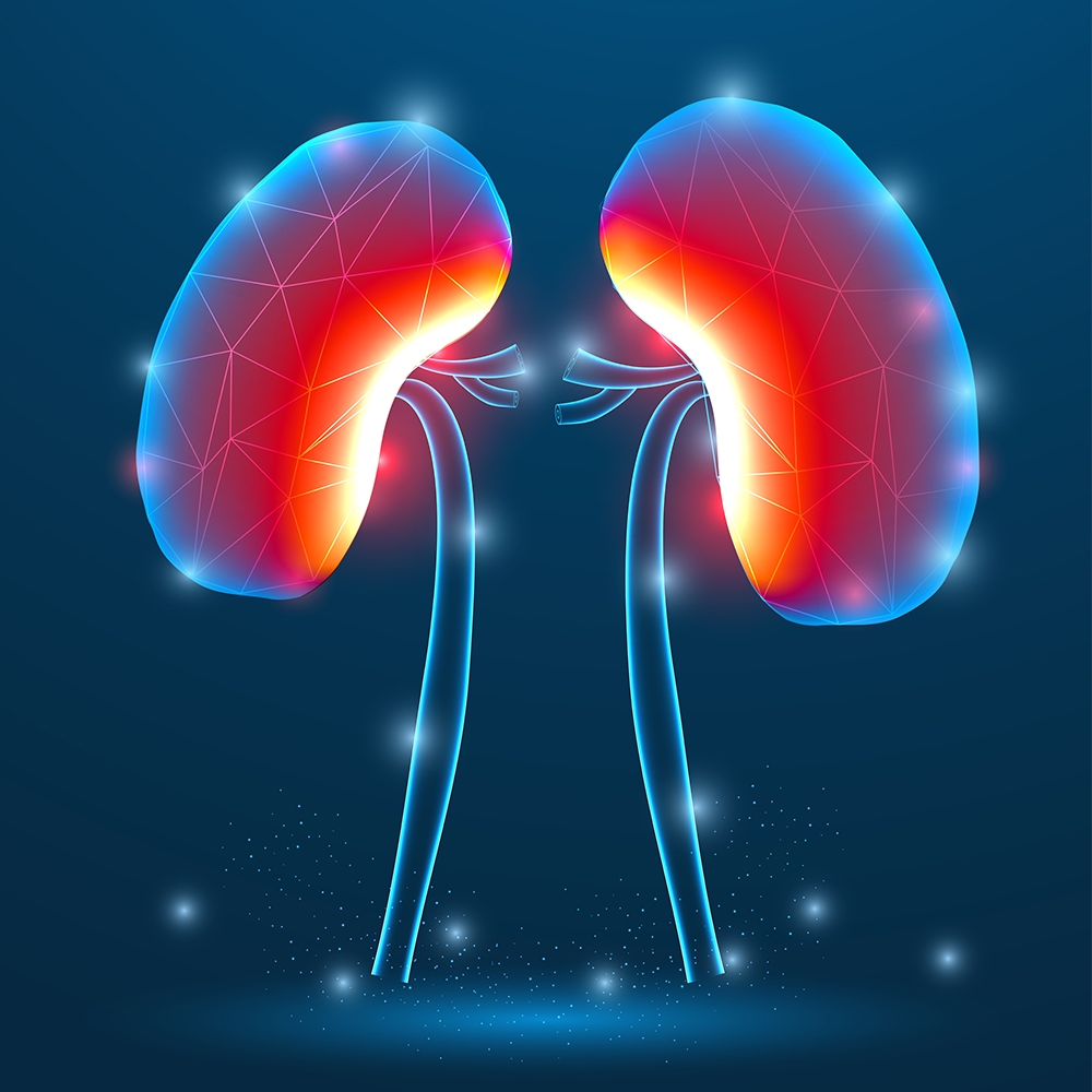 Nephrology Human Kidney Disease. Medical organ. low poly wireframe theme concept on blue background.